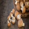 How To Grow Mushrooms is an app that includes some helpful information on how to grow mushrooms