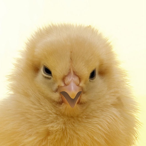 A Talking Chick icon