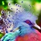 In 'Cool Birds Wallpapers' app we’ve all got some  of  the best Photographs from the worlds best photographers