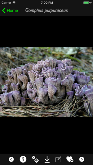 Mushrooms Collection