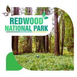 Redwood National Park Travel Guide