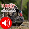 Turkey Hunting Calls & Sounds - Real Sounds