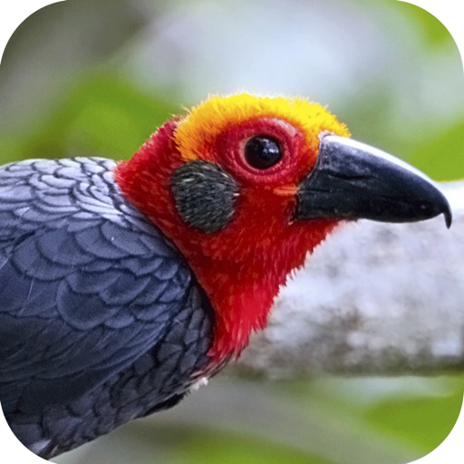 Sabah Birds