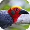 【Sabah Birds】