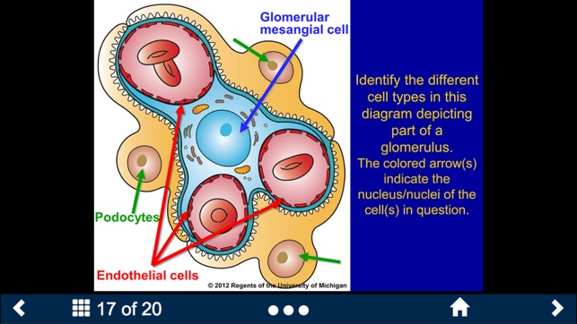 Histology Lite - SecondLook(圖4)-速報App