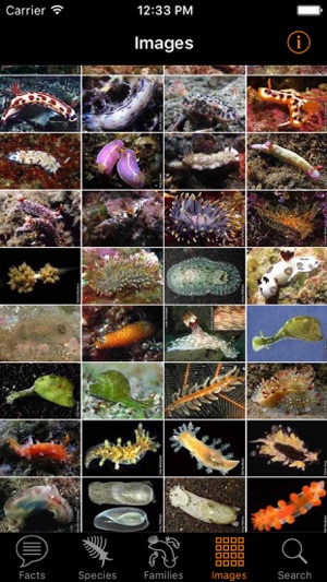 Nudibranch ID Western Pacific(圖5)-速報App