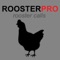 REAL Rooster Sounds and Rooster Crowing