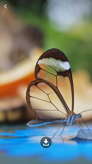 Wallpapers Hd butterfly<br/>