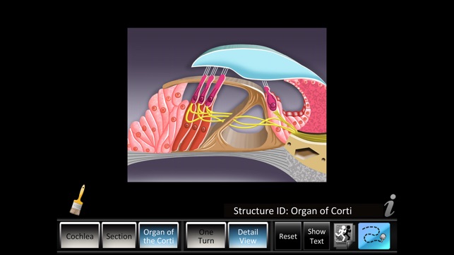 Inner Ear ID(圖5)-速報App