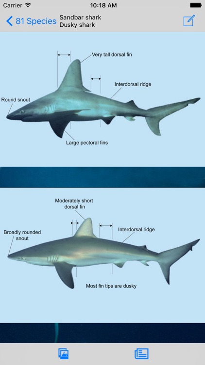 eGuide to Sharks and Rays