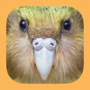 Birds of New Zealand - mydigitalearth.com