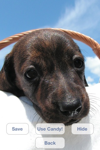 Little Dachshund Dogs - Slideshow & Wallpapers HD screenshot 3