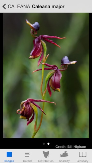 Orchids of Tasmania