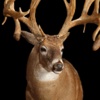 2016 3D Big Deer : Hunting Sniper Survival Pro