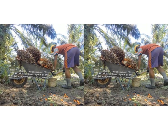 Palm Oil VR