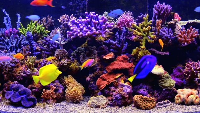 Amаzing Aquarium(圖2)-速報App