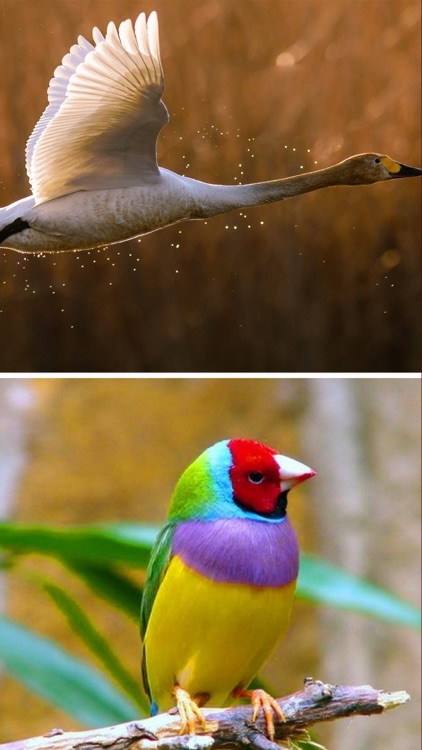 Birds Wallpapers - Beautiful Birds Pictures in HD screenshot-4