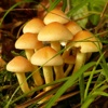 Fungus