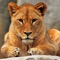 - Great App for Animal lovers, students, education reference
