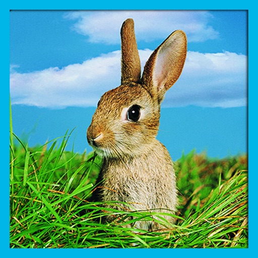 Real Wild Mountain Rabbit Sim Icon