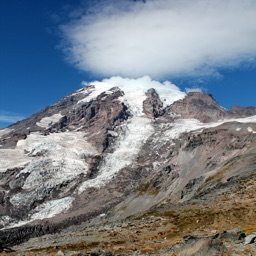 Mt Rainier Wildflowers