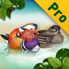 Birds of Korea PRO for iPad