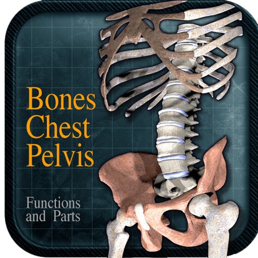 Bones Chest Pelvis