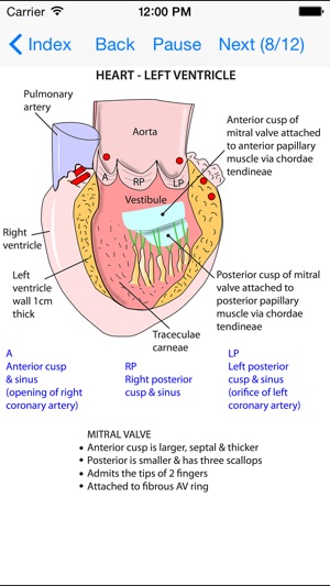 Anatomy Lectures Thorax and Abdomen