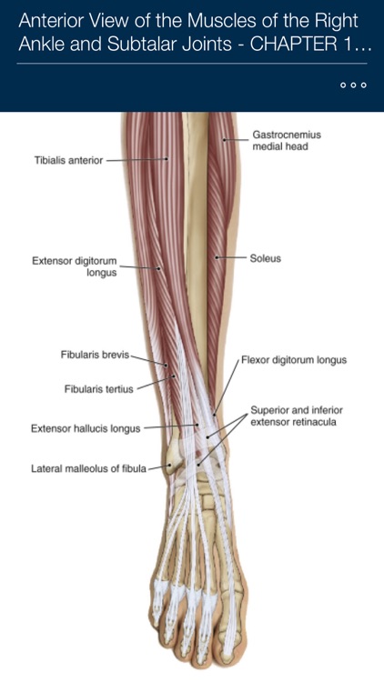 The Muscular System Manual: The Skeletal Muscles