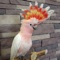 Parrot Species Guide is a great collection with beautiful photos and with detailed instructions