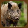 Wild Boar Hunter 3D Simulator Gluten Swift App