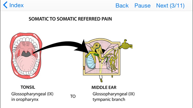 Easy Ways to Remember Tricky Areas of Anatomy screenshot-4