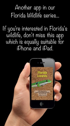 Florida Lizards – Guide to Common Species(圖1)-速報App