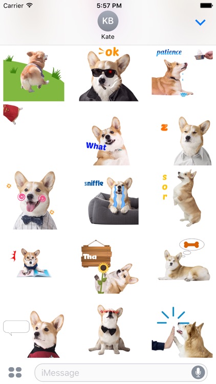 The Cutest Corgi Animated