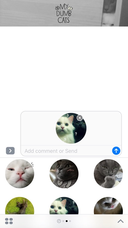 My Dumb Cats