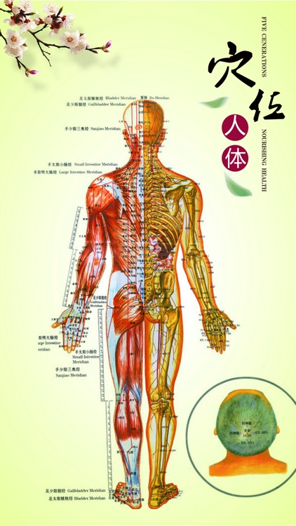 人体穴位中医专业版-针灸经络养生与按摩保健