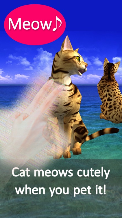 Bengal Petting Cat! More! To love the cat!