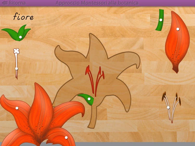 Le parti delle piante - Montessori botanica screenshot-3