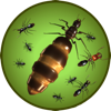 Ant Queen sur PC