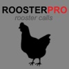 REAL Rooster Sounds and Rooster Crowing