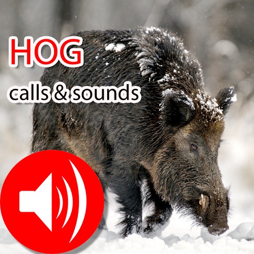Hog Real Hunting Calls & Sounds - Pig, Boar, Swine icon