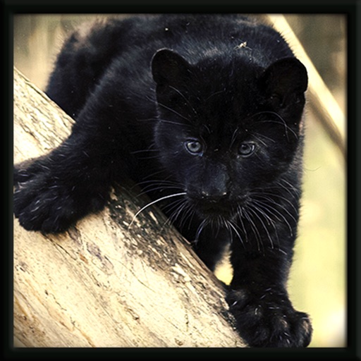 Wild Jungle Panther Cub Attack Sim Icon