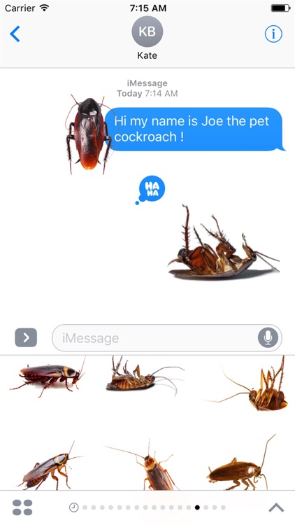 Pet Cockroach Joe