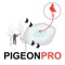 Pigeon Hunting Planner