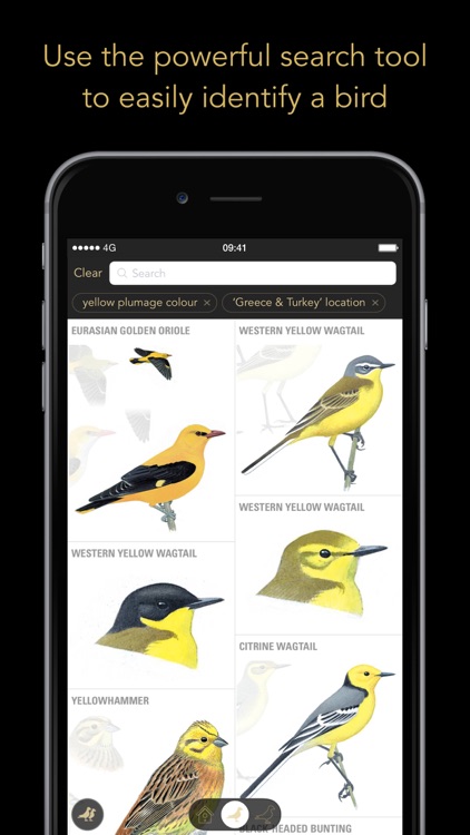 Collins Bird Guide