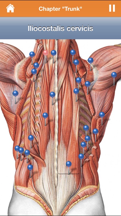 Sobotta Anatomy Atlas