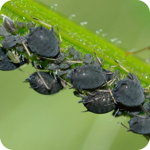 Aphids