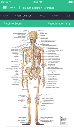 Human Skeleton Reference Guide(圖3)-速報App