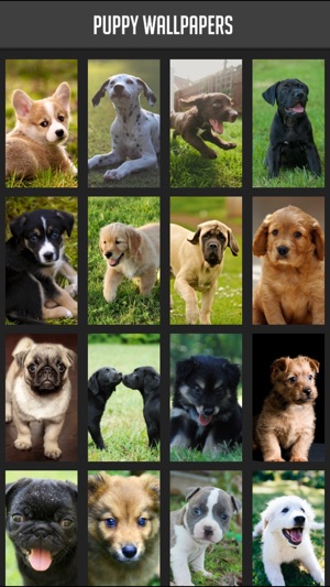 Puppy Wallpapers(圖1)-速報App