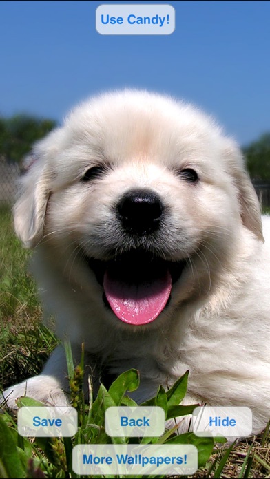 CUTE PETS SLIDESHOW & WALLPAPERS (HD) 1.5.2 IOS GAME GIẢI TRÍ CUTE PETS SLIDESHOW & WALLPAPERS (HD) 1.5.2 IOS